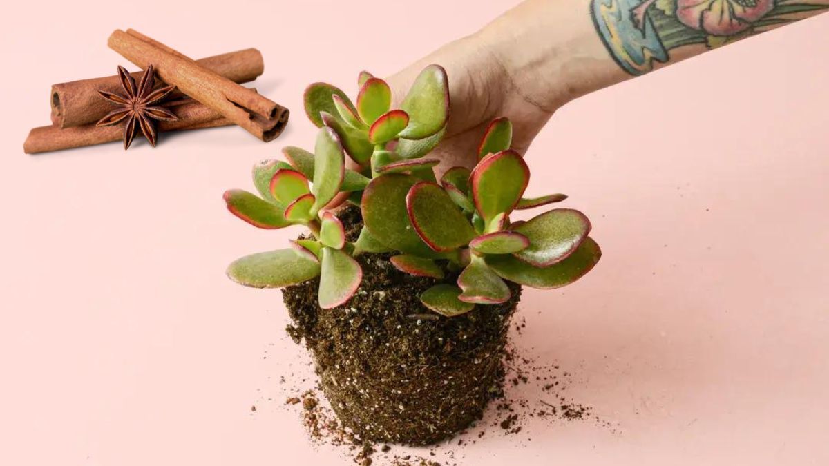 Reproduce fácilmente tu árbol de Jade usando canela