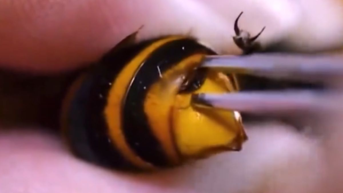 El impresionante video donde le sacan un parásito gigante a una diminuta abeja