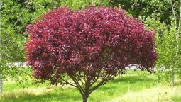 El árbol perfecto para casa: no levanta el piso con sus raíces El árbol perfecto para casa: no levanta el piso con sus raíces