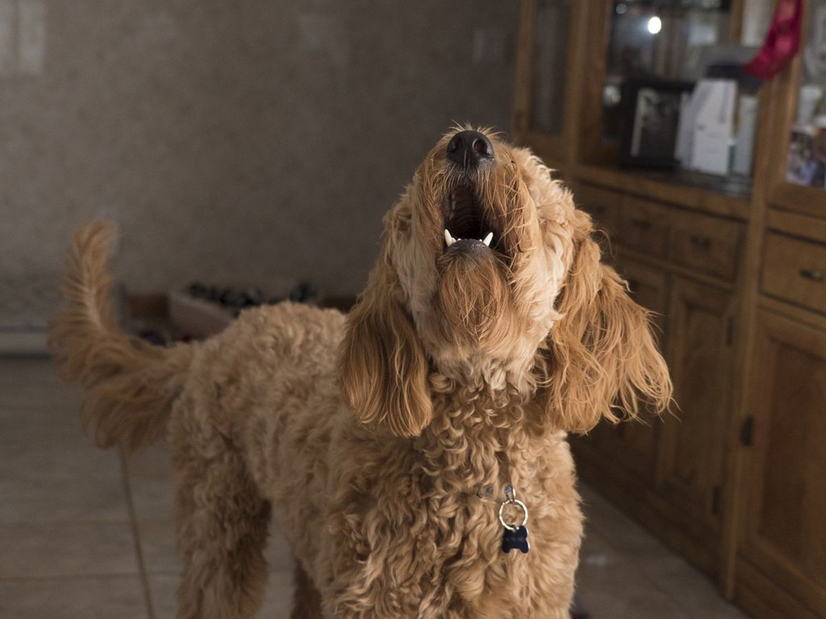 Qué significa que tu perro ladre mientras le sirves de comer, según veterinarios Qué significa que tu perro ladre mientras le sirves de comer, según veterinarios