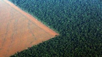 La destrucción de la selva amazónica de Brasil, sin freno