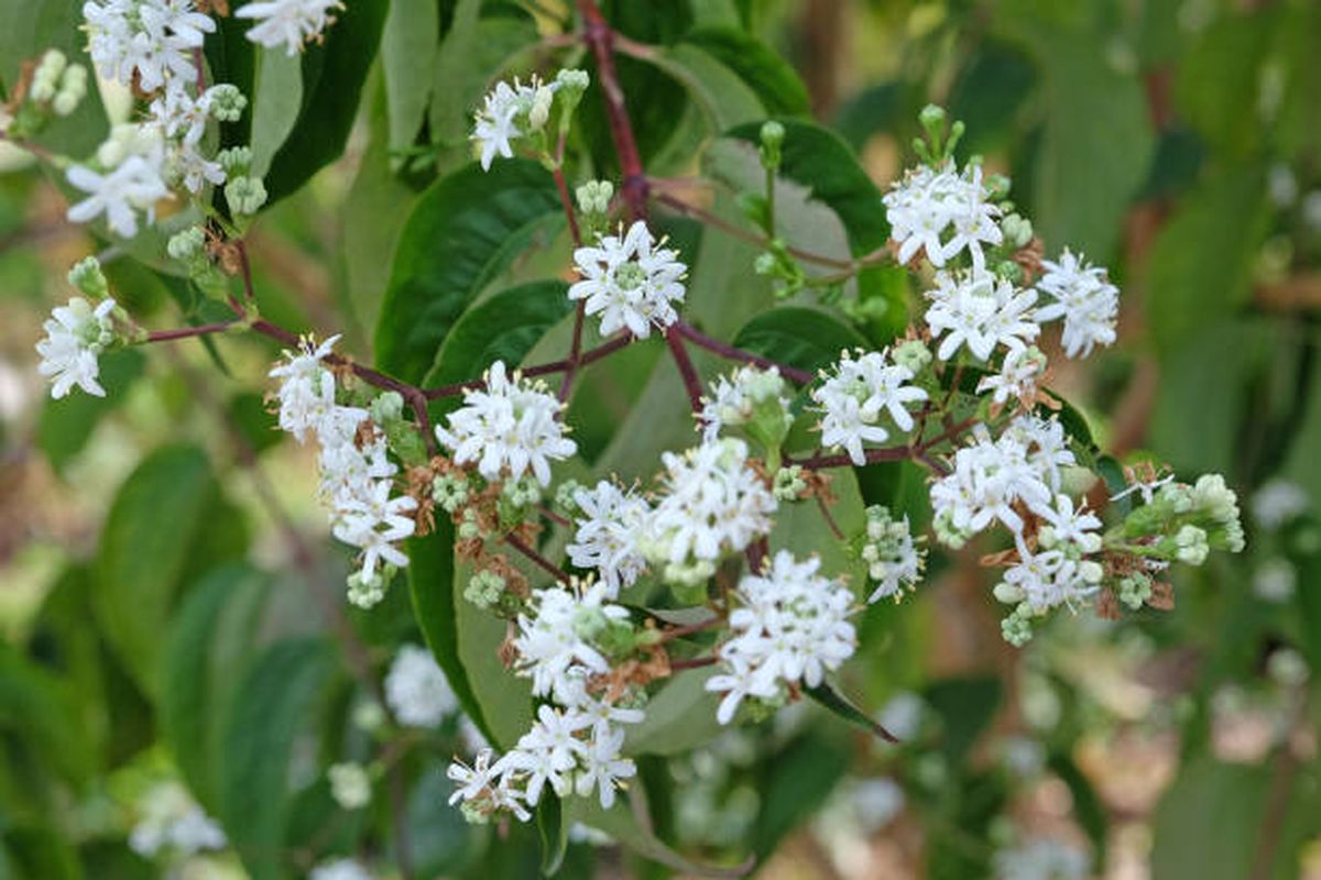 Esta planta colorida y perfumada será el punto de atracción de tu jardín. Esta planta colorida y perfumada será el punto de atracción de tu jardín.