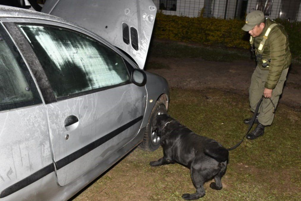 Los perros Coqui y Apol ayudaron a decomisar más de 108 kilos de marihuana