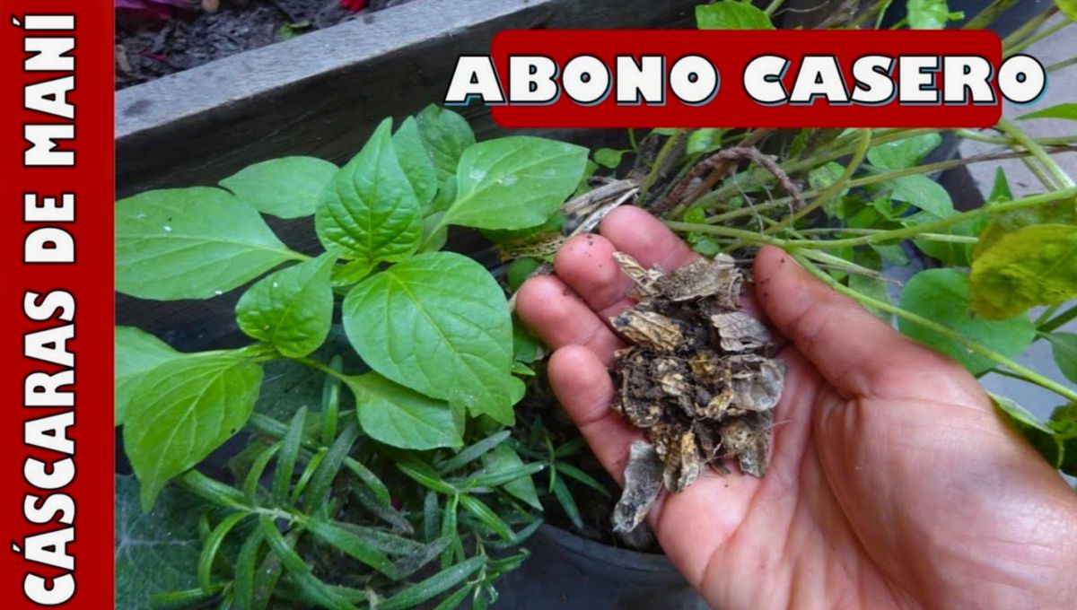 Este tipo de cáscaras tienen muchos beneficios. Este tipo de cáscaras tienen muchos beneficios.