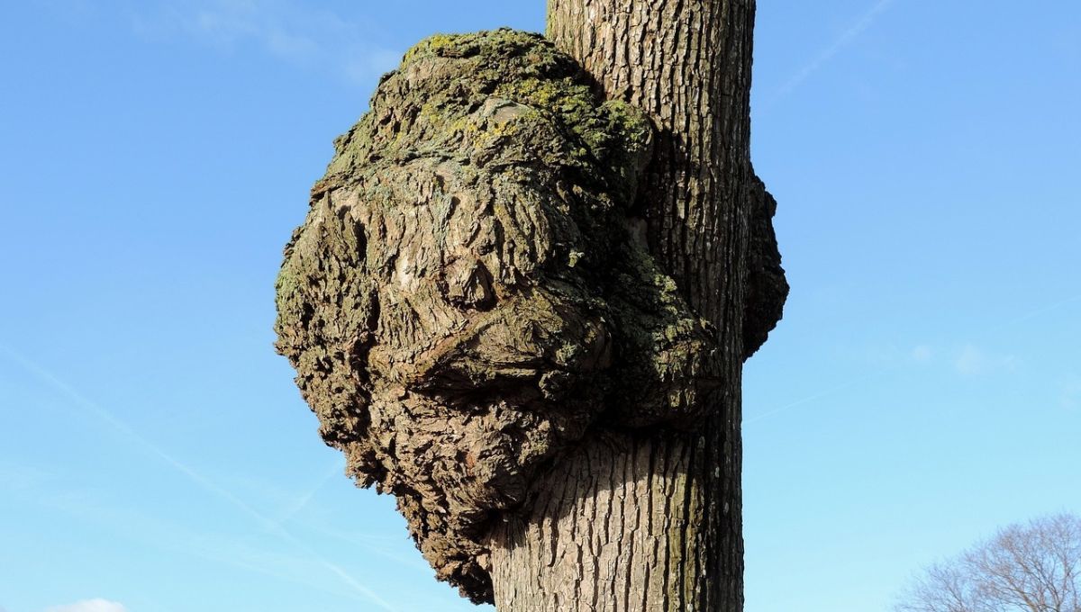 “Bolas” y “nudos”: huellas visibles de la lucha del árbol por adaptarse. “Bolas” y “nudos”: huellas visibles de la lucha del árbol por adaptarse.