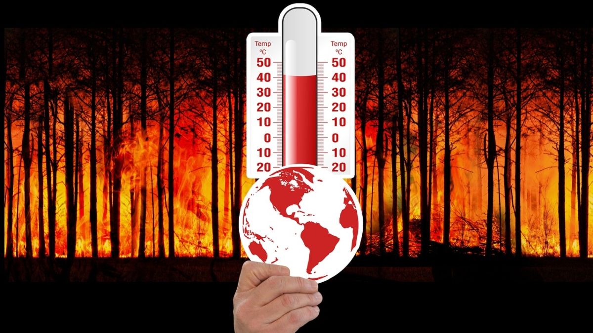Los anillos de los árboles nos hablan sobre el cambio climático. (Foto: Pixabay)