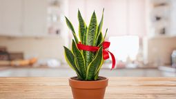 Por esta razón debes tener una cinta roja en tu sansevieria o lengua de suegra.