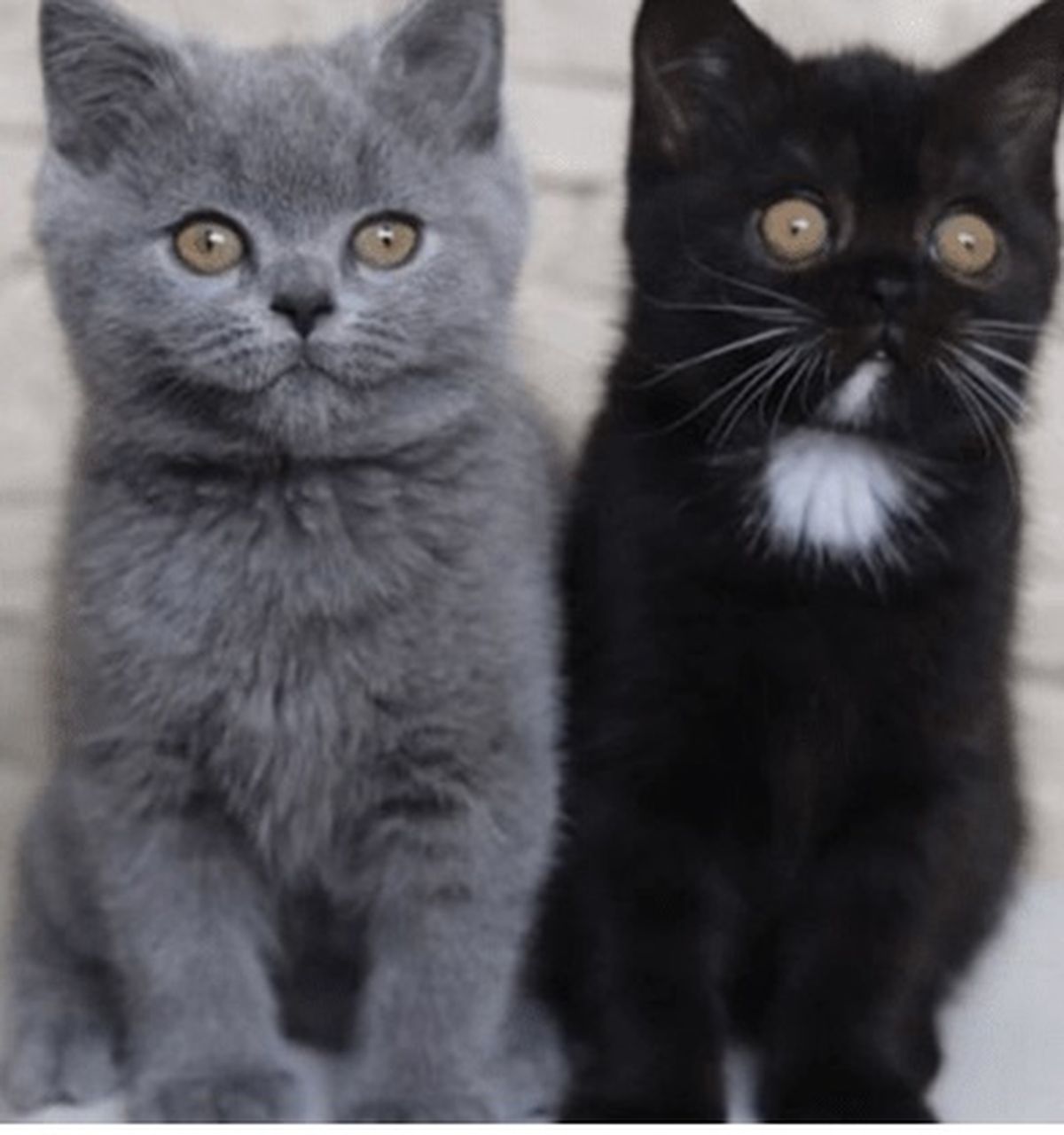 Todo da a entender que hubo match entre los gatitos. Todo da a entender que hubo match entre los gatitos.