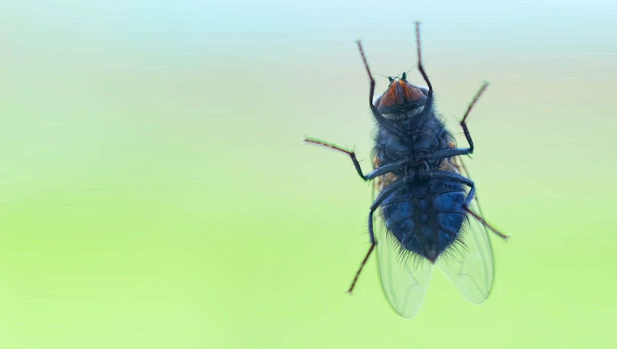 Su significado se relaciona con la abundancia y el esfuerzo, ya que son reconocidas como una especie extremadamente rápida que no pierde la oportunidad de entrar en el hogar. Su significado se relaciona con la abundancia y el esfuerzo, ya que son reconocidas como una especie extremadamente rápida que no pierde la oportunidad de entrar en el hogar.