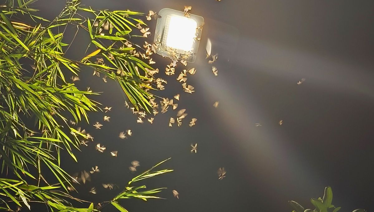 Más allá de que simbolicamente las polillas tienen buena significación, hay que cuidar la ropa de ellas. Más allá de que simbolicamente las polillas tienen buena significación, hay que cuidar la ropa de ellas.