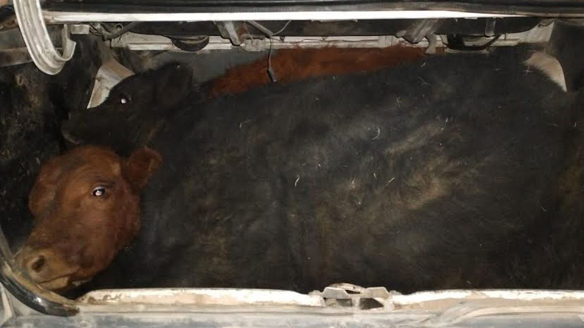 La Policía de Mendoza encotró dos terneros vivos que eran llevados en el baúl de un Fíat Duna.