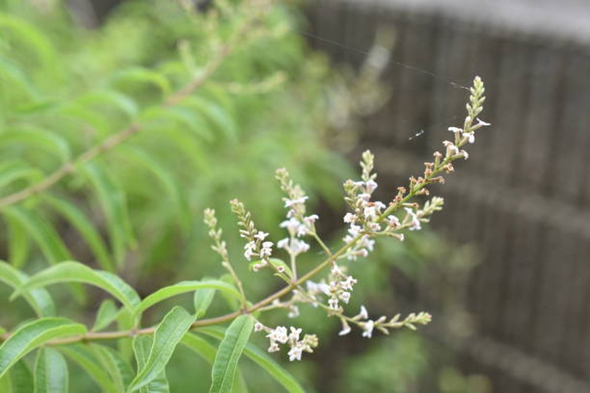 Cedrón, una planta con nobles propiedades medicinales y de fácil cuidado. Cedrón, una planta con nobles propiedades medicinales y de fácil cuidado.