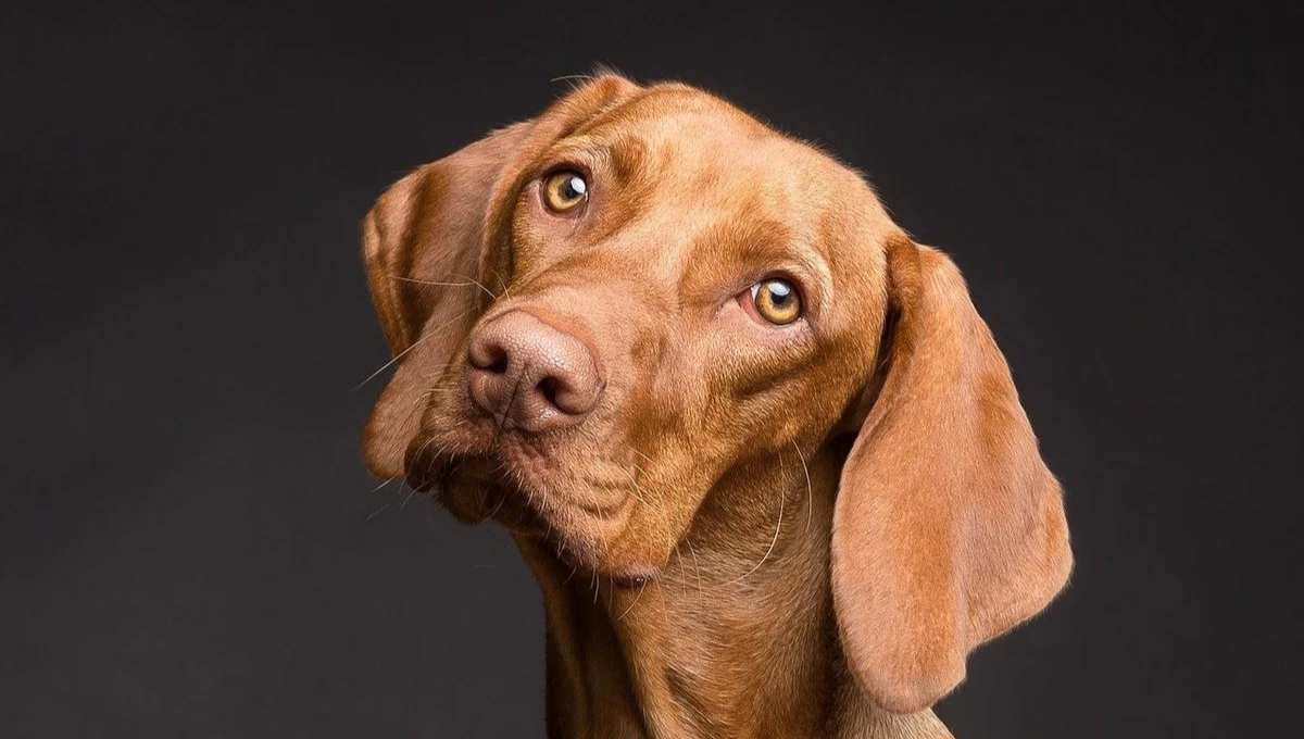 Cómo saber si tu perro te reconoce por tu nombre