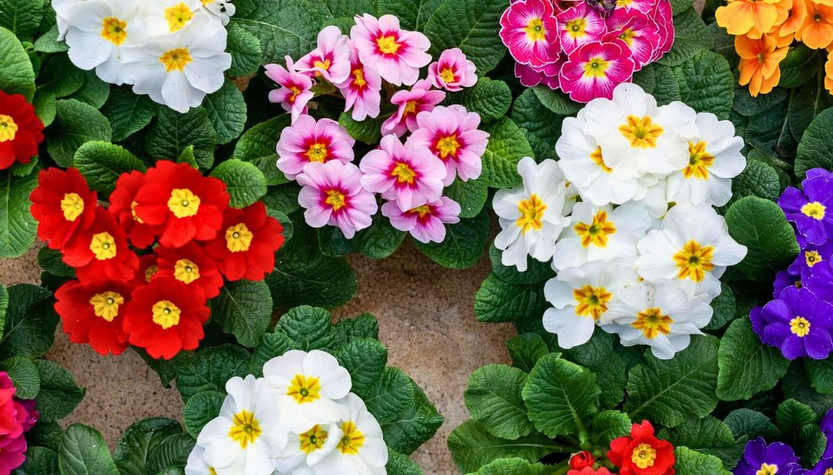 Esta planta requiere cuidados básicos. Imagen: Pexels. Esta planta requiere cuidados básicos. Imagen: Pexels.