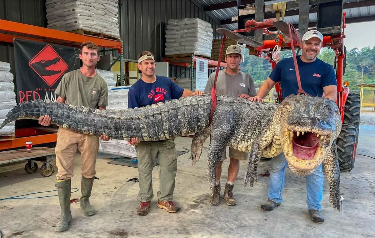Cocodrilo gigante. Cazaron un cocodrilo del tamaño de un monstruo de película. Cocodrilo gigante. Cazaron un cocodrilo del tamaño de un monstruo de película.