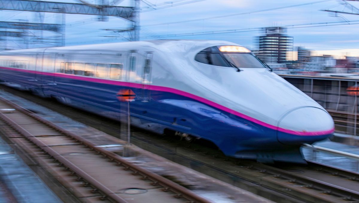 El ave que inspiró a uno de los trenes más rápidos del mundo y solucionó un gran problema