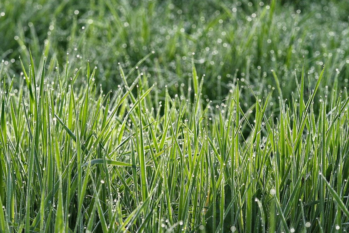El pasto aporta nutrientes muy útiles para el crecimiento y floración de tus plantas. El pasto aporta nutrientes muy útiles para el crecimiento y floración de tus plantas.
