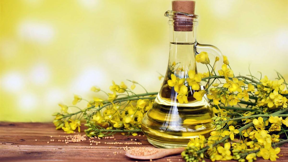 Los pocos pero muy buenos beneficios del aceite de canola, reduce el colesterol malo