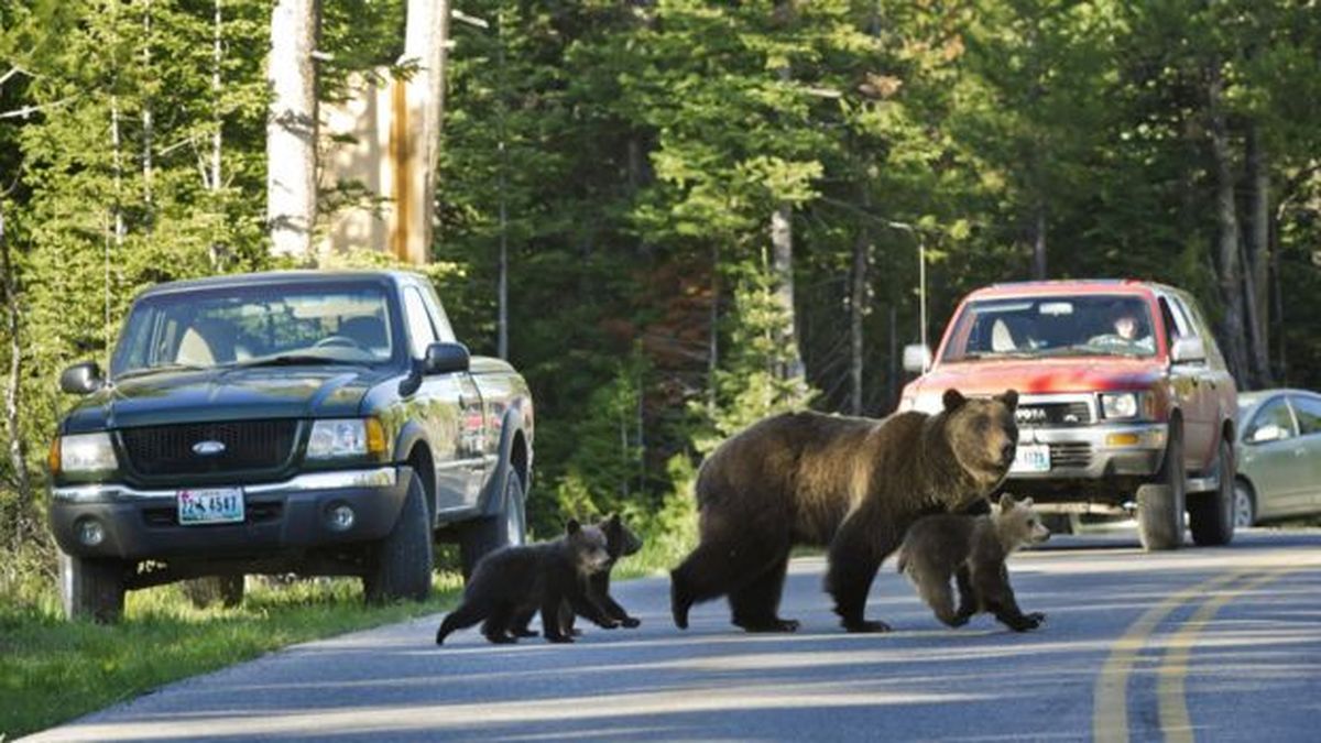 La triste muerte de Snowy, el oso bebé atropellado por un conductor en