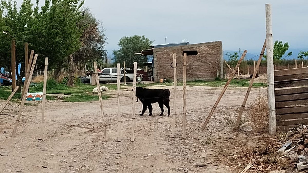 El hecho ocurrió en las inmediaciones de Santa Fe y Espejo (Rodeo del Medio, Maipú). En la imagen se ve a uno de los perros. El hecho ocurrió en las inmediaciones de Santa Fe y Espejo (Rodeo del Medio, Maipú). En la imagen se ve a uno de los perros.
