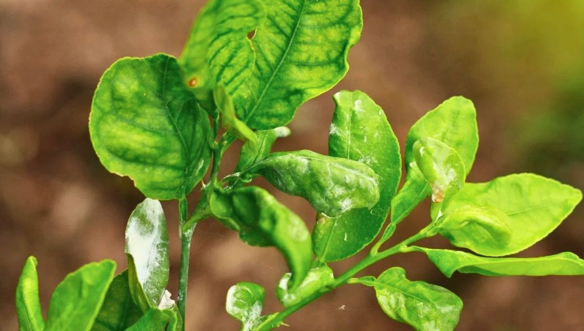 Observa bien el árbol y ajusta los cuidados para ayudarlo a recuperarse. Observa bien el árbol y ajusta los cuidados para ayudarlo a recuperarse.