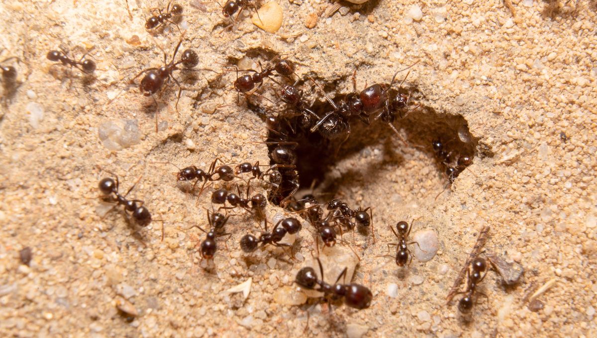 Un hormiguero en el jardín puede ser significar que debes mirar más de cerca tu entorno. Un hormiguero en el jardín puede ser significar que debes mirar más de cerca tu entorno.