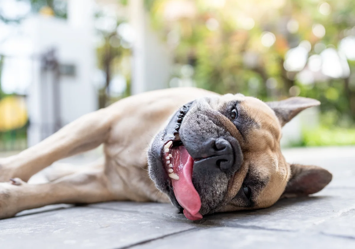 Las mascotas necesitan un cuidado especial con este calor.