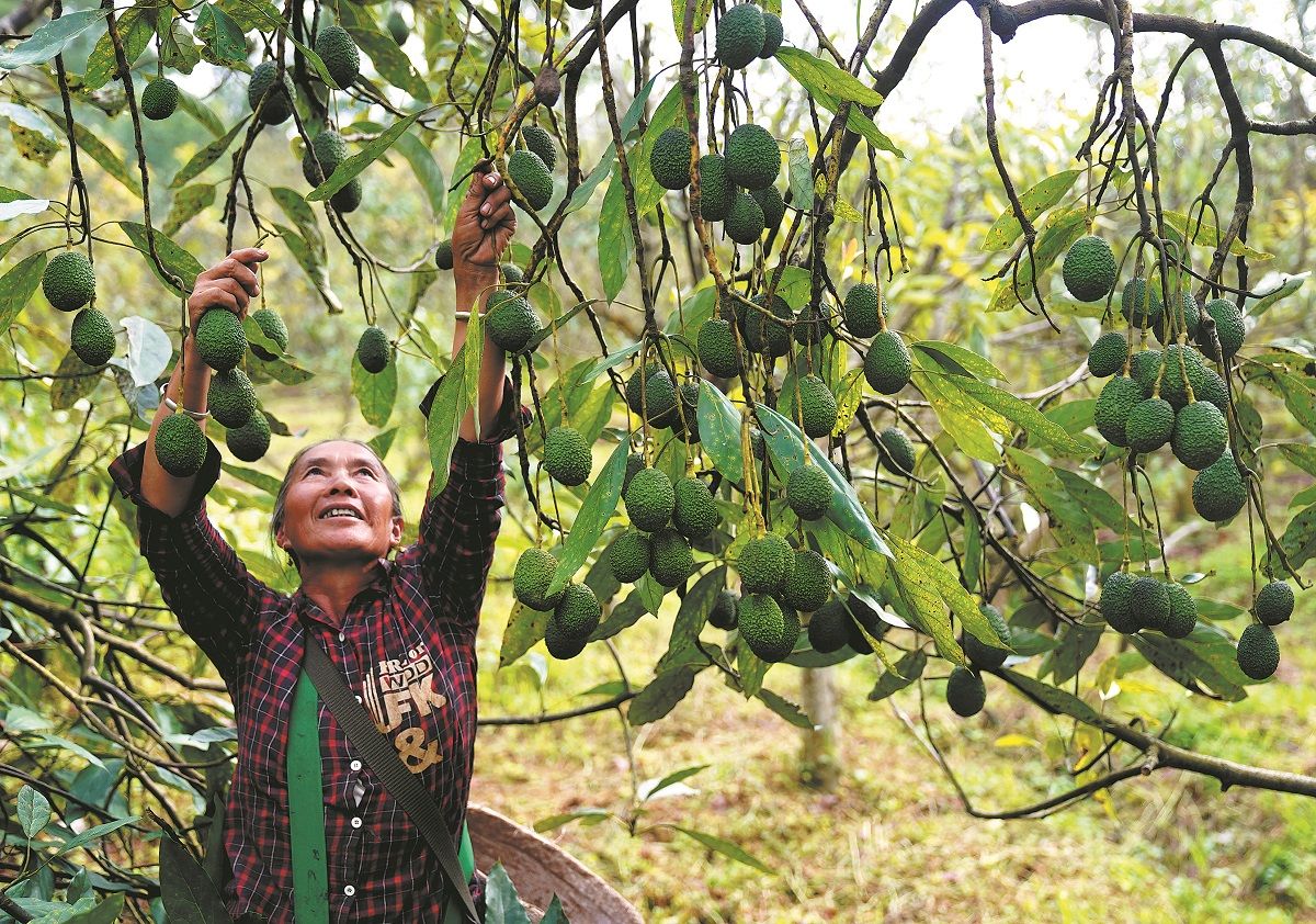 Una agricultora examina paltas colgadas de un árbol en una plantación en el condado de Menglian