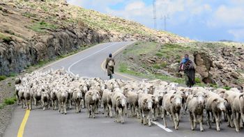 Pasa el día cuidando 155 ovejas y cruza montañas de 2.400 metros de altitud para volver a estudiar