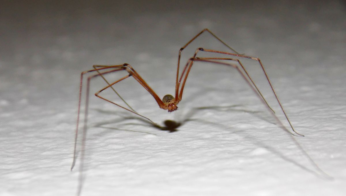 Es normal que hayan en casa este tipo de ara&ntilde;as.