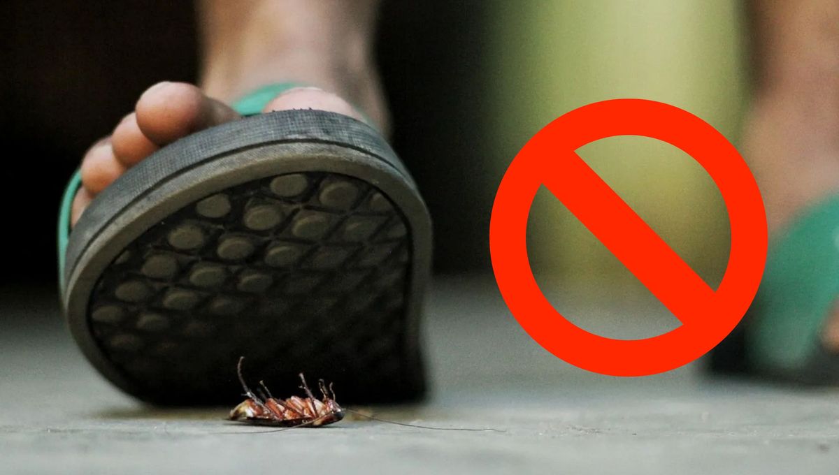 El error que muchos cometen al intentar matar una cucaracha.&nbsp;