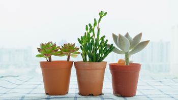 Tener 3 plantas juntas y no apartadas: un consejo de la jardinería que muchos desconocen