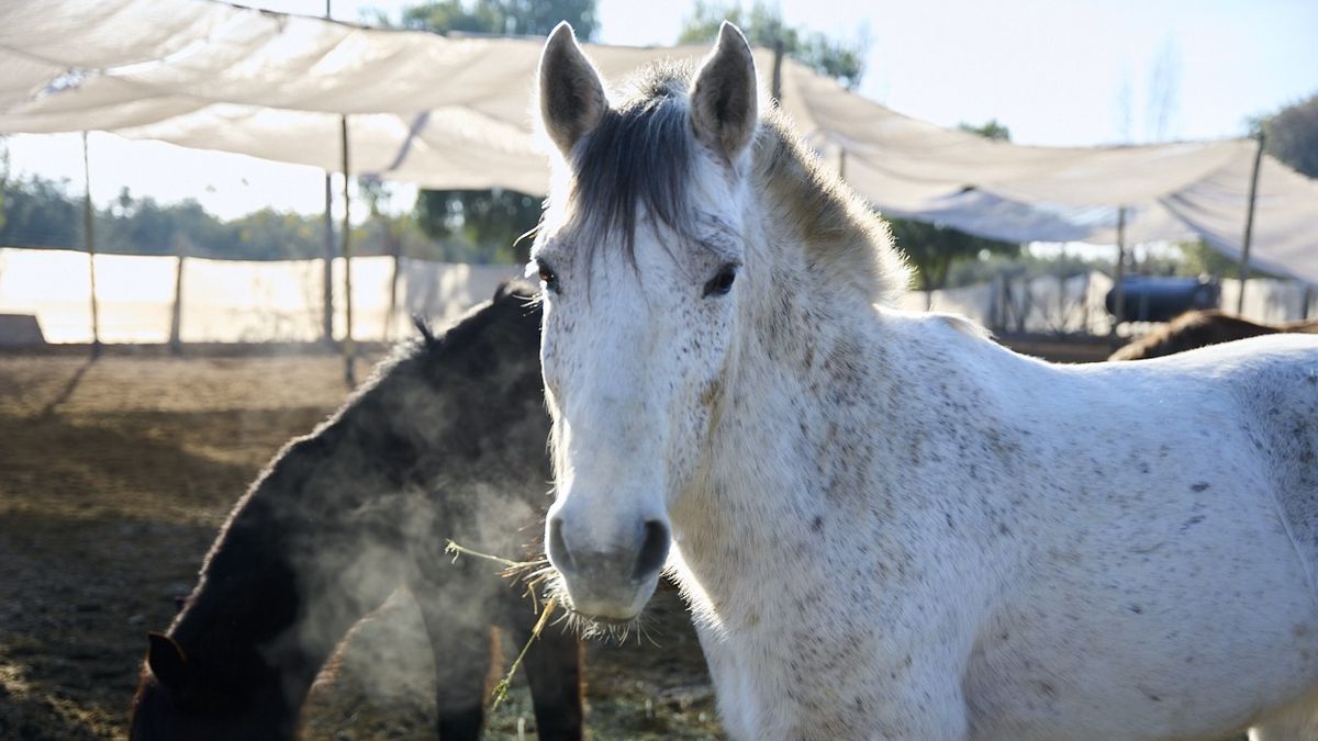 Él es Raulito, rescatado de una carretela. Trabajaron un año para lograr su rescate. Además, este caballo es uno de los coterapeutas de equinoterapia. Él es Raulito, rescatado de una carretela. Trabajaron un año para lograr su rescate. Además, este caballo es uno de los coterapeutas de equinoterapia.