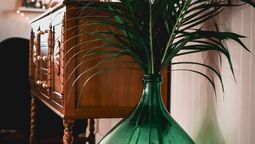 Chau macetas: la razón por la que todos están pasando sus plantas de interior a damajuanas con agua