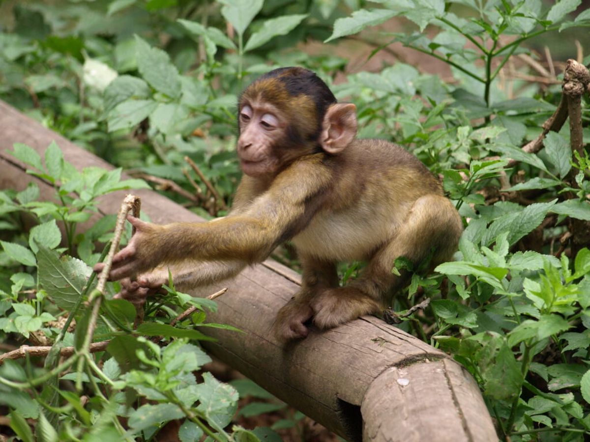 El macaco podría haber sido una mascota.
