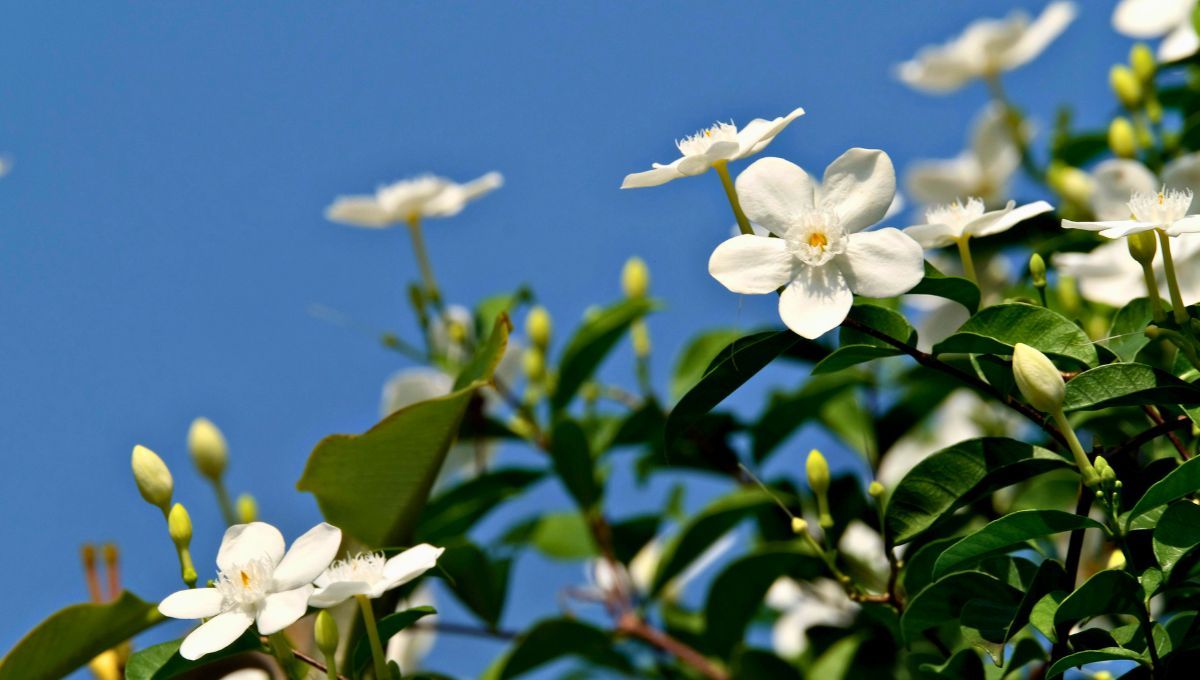 No tires las cáscaras de banana. Con ellas, tu jazmín puede convertirse en la planta más florecida y perfumada de toda la casa. No tires las cáscaras de banana. Con ellas, tu jazmín puede convertirse en la planta más florecida y perfumada de toda la casa.