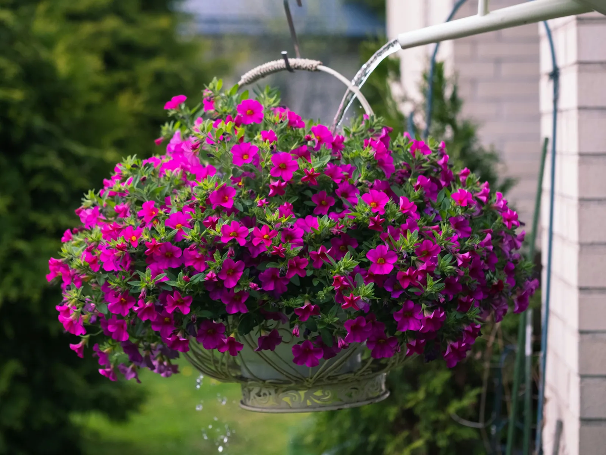 Ni petunias ni margaritas: la planta con flores que le da vida a tu jardín