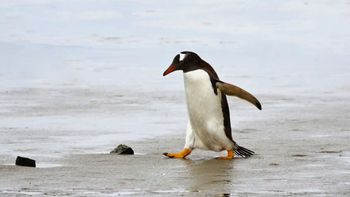 Dindim, el pingüino que vuelve a las cálidas playas de América del Sur para reencontrarse con el jubilado que le salvó la vida Dindim, el pingüino que vuelve a las cálidas playas de América del Sur para reencontrarse con el jubilado que le salvó la vida