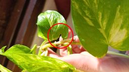 Qué puedo hacer cuando mi potus tiene sus hojas con piquetes o cortes. Qué puedo hacer cuando mi potus tiene sus hojas con piquetes o cortes.