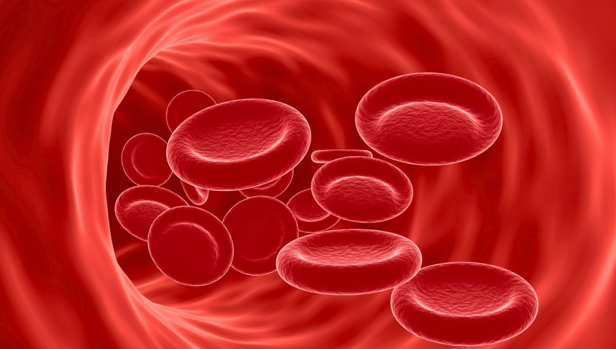 Normalmente, los glóbulos rojos tienen una forma redonda y flexible. En la anemia de células falciformes, algunos glóbulos rojos tienen una apariencia de hoz o de luna creciente. Normalmente, los glóbulos rojos tienen una forma redonda y flexible. En la anemia de células falciformes, algunos glóbulos rojos tienen una apariencia de hoz o de luna creciente. 