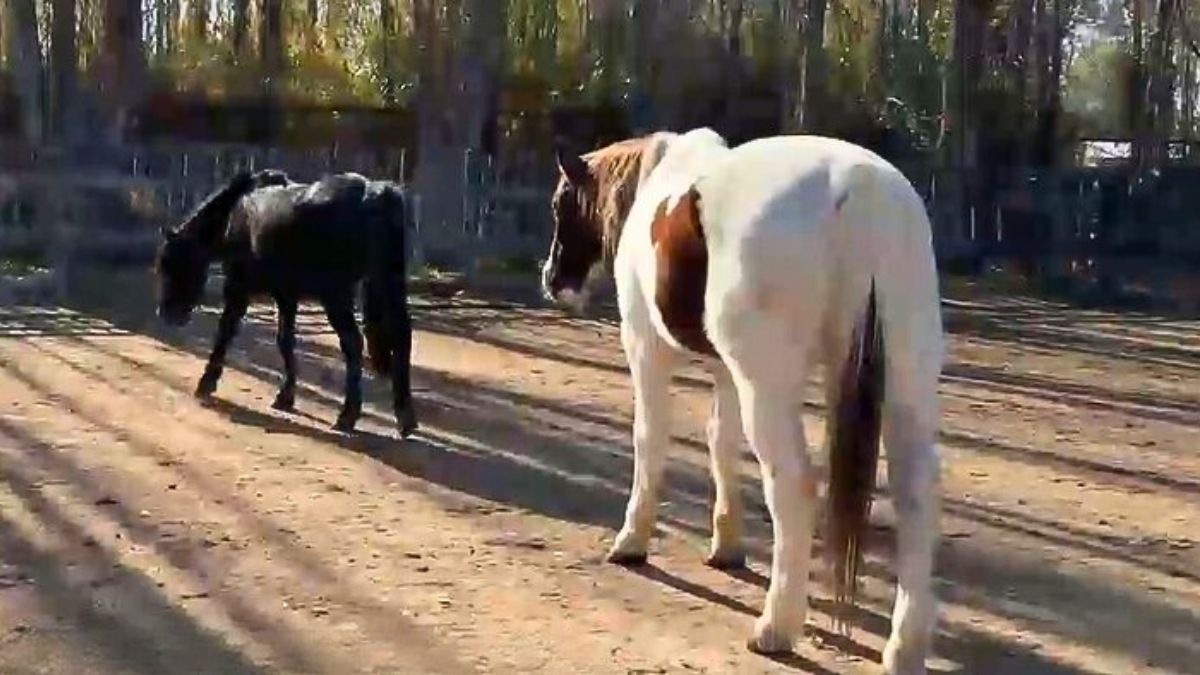 Los caballos son los protagonistas de esta terapia alternativa que practica Marianela Tapia. Los caballos son los protagonistas de esta terapia alternativa que practica Marianela Tapia.