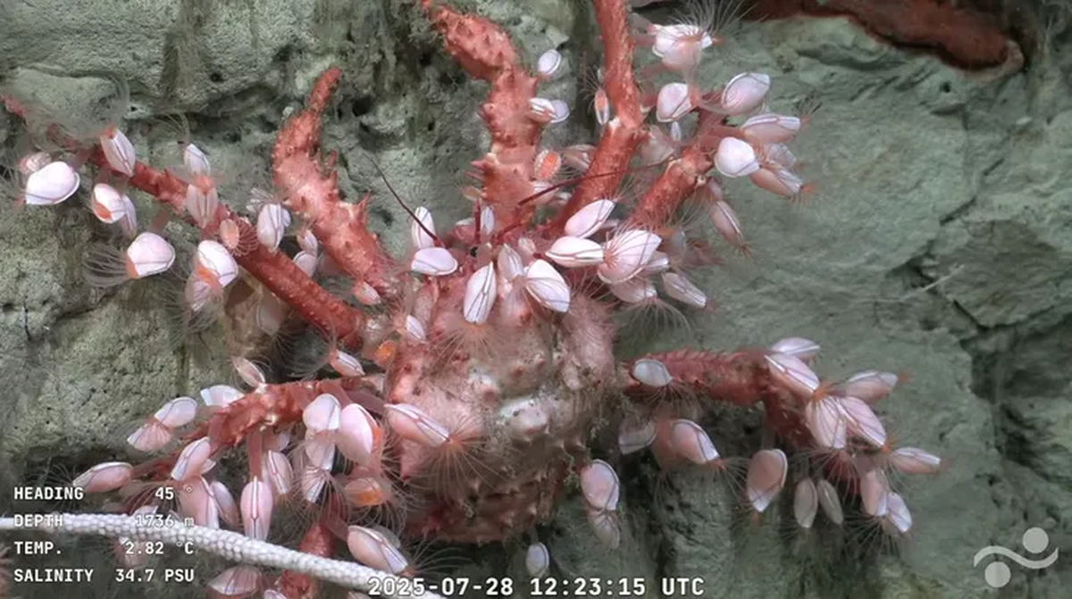 El mar argentino estaba lleno de criaturas poco conocidas, lo cual llamó la atención El mar argentino estaba lleno de criaturas poco conocidas, lo cual llamó la atención