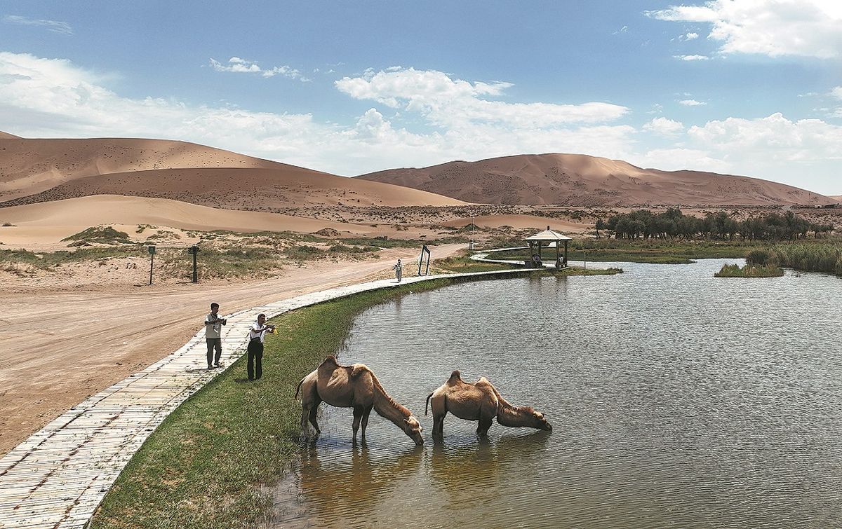 Camellos beben agua en un lago del desierto. BEI HE / XINHUA Camellos beben agua en un lago del desierto. BEI HE / XINHUA