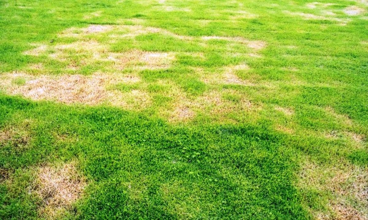 La mezcla de dos populares ingredientes que mantendrá tu césped verde todo el año La mezcla de dos populares ingredientes que mantendrá tu césped verde todo el año