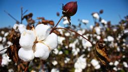 El árbol de algodón puede darte grandes beneficios en casa. El árbol de algodón puede darte grandes beneficios en casa.
