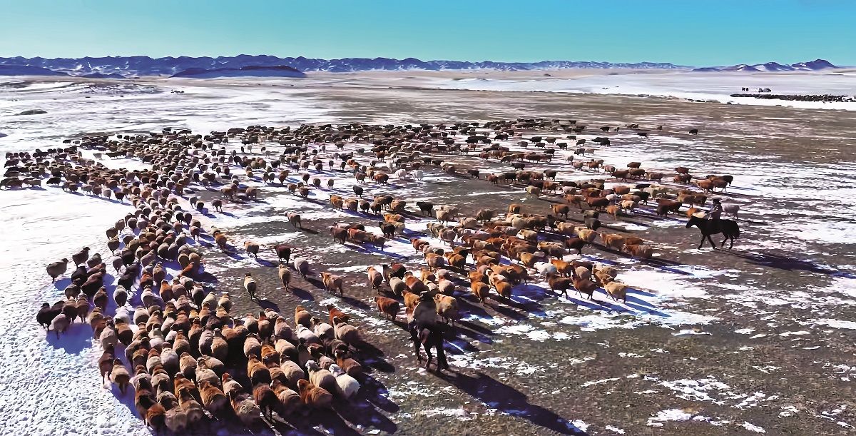 La migración masiva de ovejas en la prefectura de Altay, en la región autónoma uygur de Xinjiang. PARA USO DE CHINA DAILY