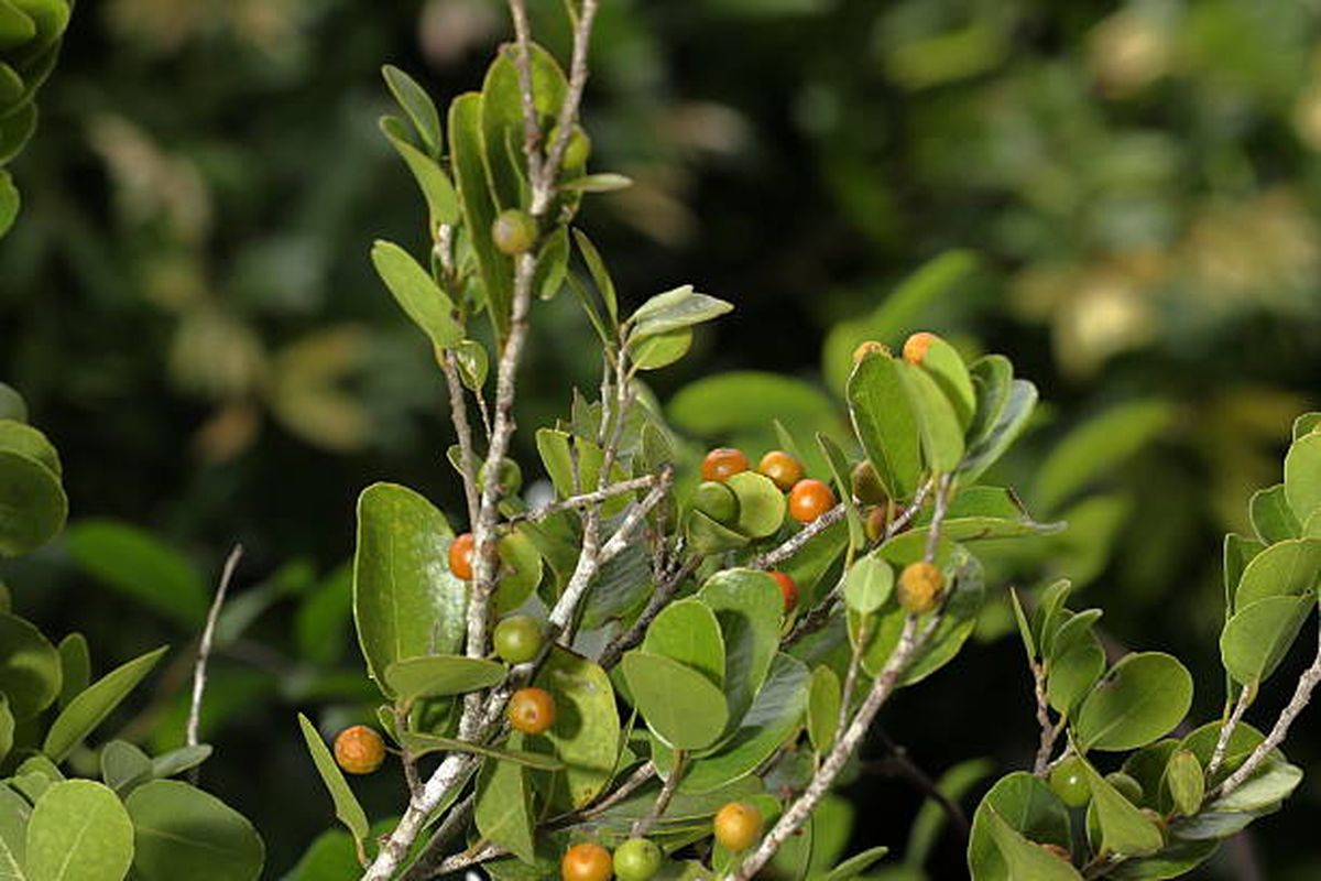 Azara microphylla. Azara microphylla.