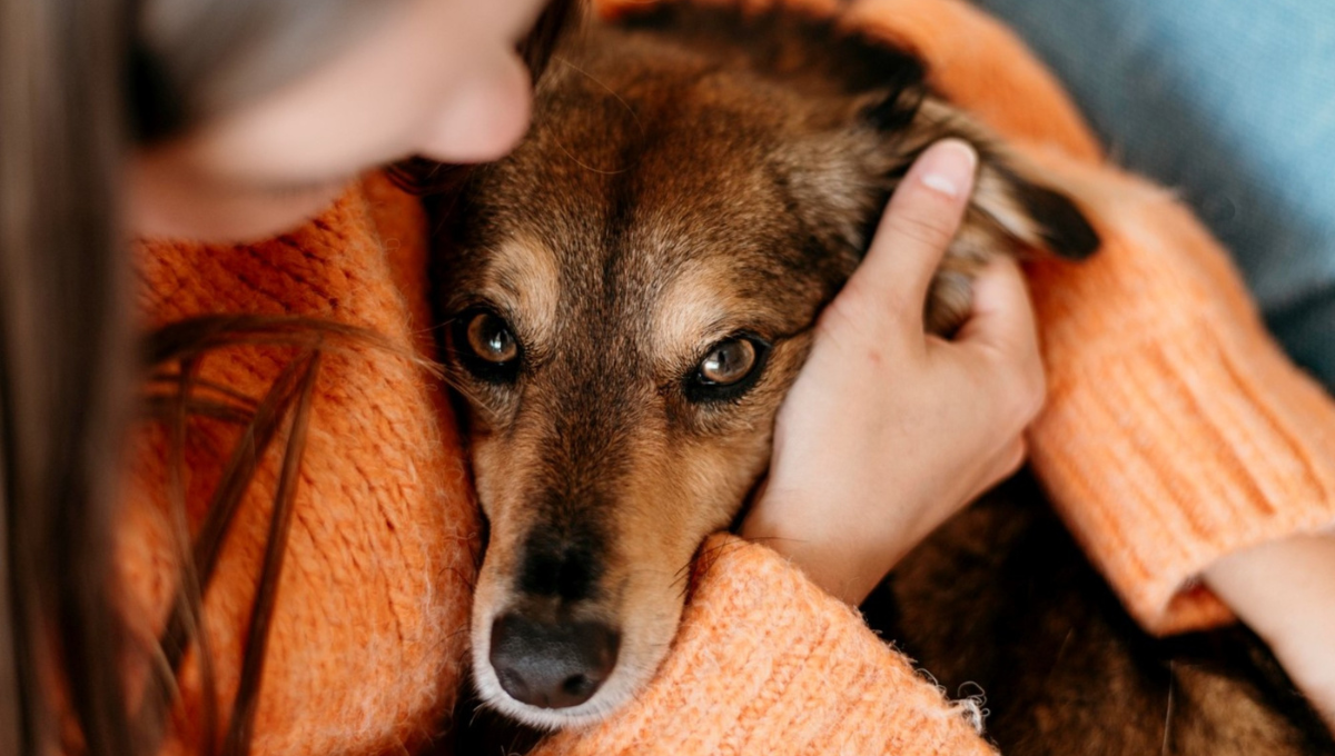 Qué significa que mi perro me empuje con su hocico