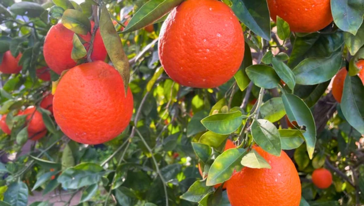 Este cultivo enfrenta numerosos desafíos, entre los cuales destacan las plagas que pueden afectar severamente la calidad y cantidad de la producción. Este cultivo enfrenta numerosos desafíos, entre los cuales destacan las plagas que pueden afectar severamente la calidad y cantidad de la producción.