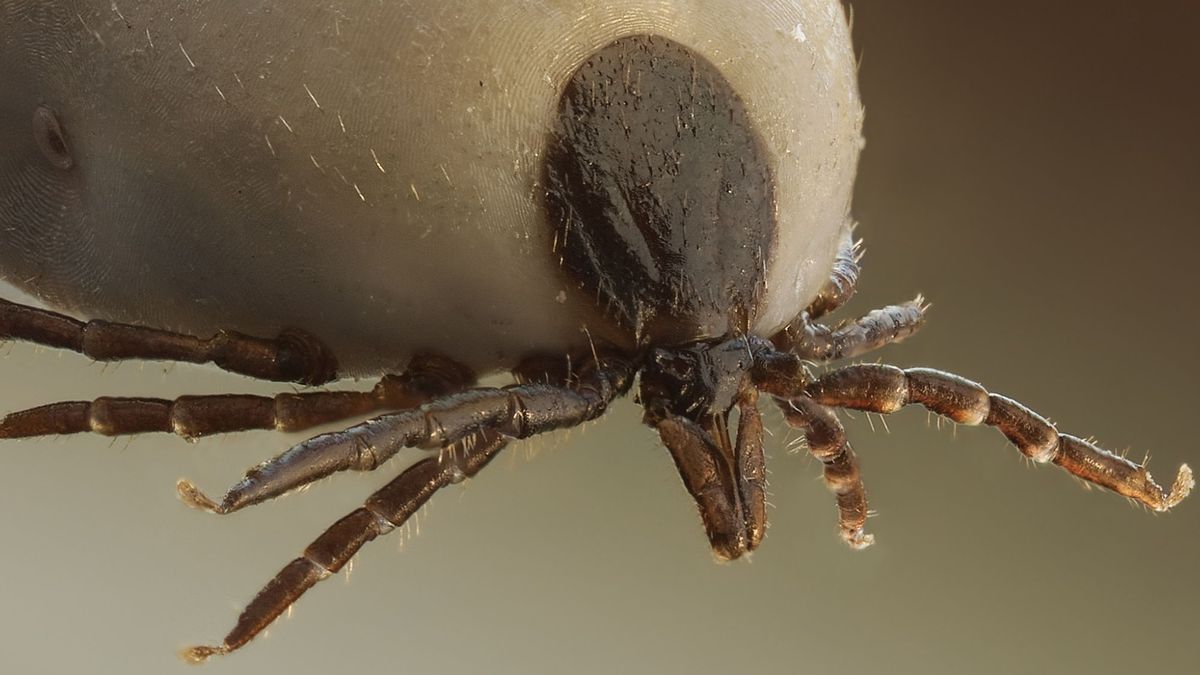 La peligrosa plaga silenciosa que pone en riesgo tu salud ¿Cómo combatirla?